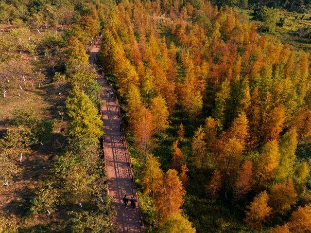 进入观赏期！东莞多处落羽杉，红了！