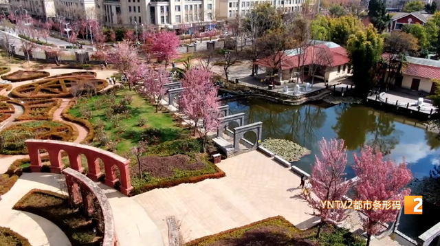 ​冬日限定美景上线！大观公园庾园冬樱花迎来盛花期