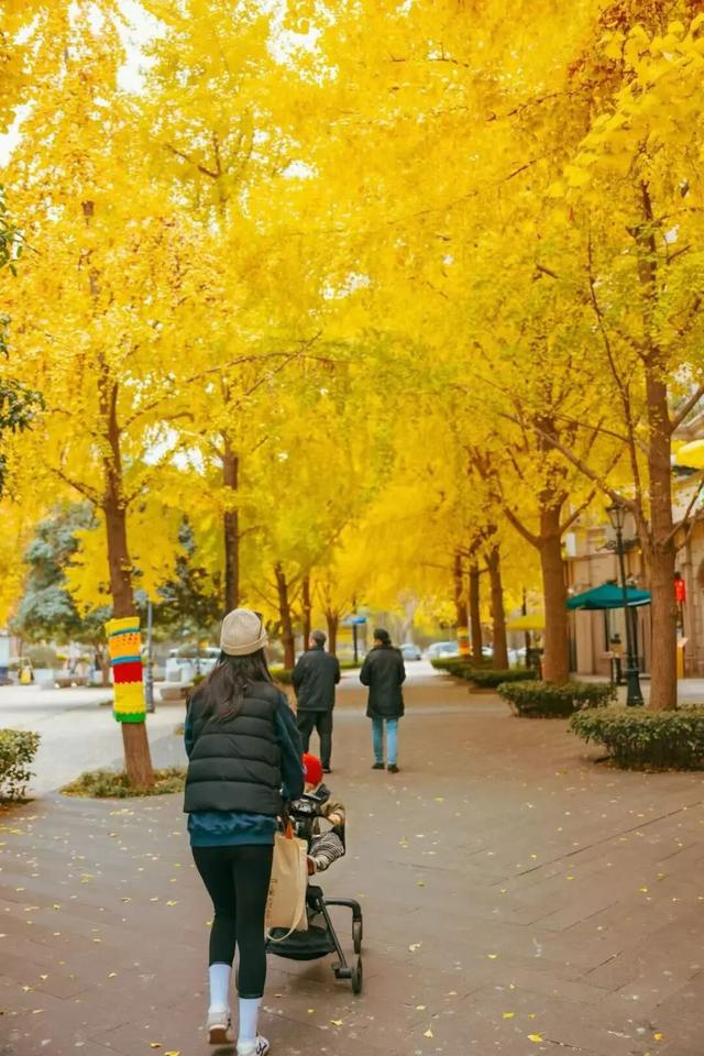 上海顶级秋景！藏着传统中国色→
