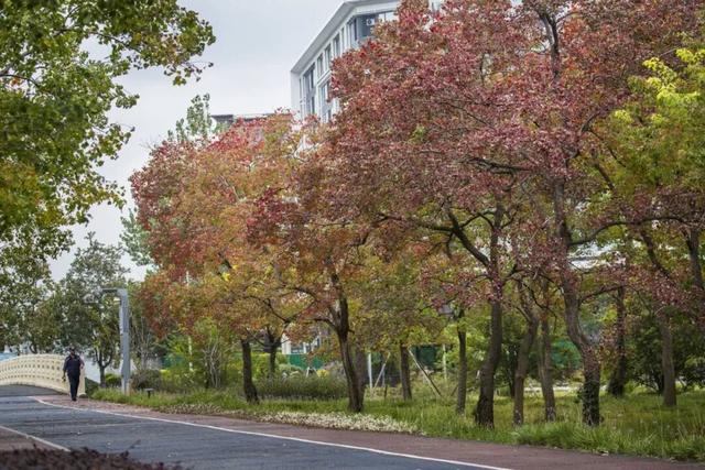 长宁的秋叶，红得醉人……