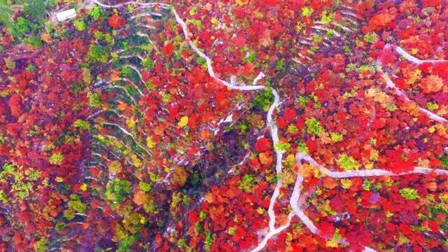 太美了！北京这里的“漫山红叶”推窗即揽！