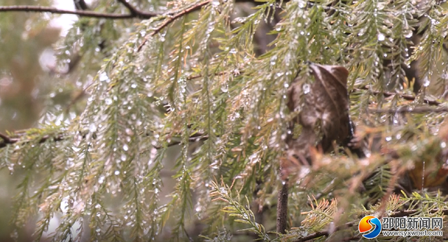 新宁：雾凇映彩林初冬美如画
