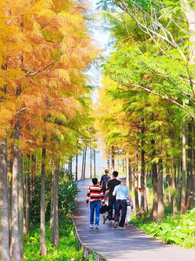 视觉增城｜落羽杉披“红妆” ！快来解锁增城冬日生态画卷