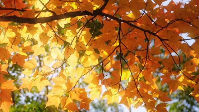 银杏鎏金映红枫 半城诗意半城冬