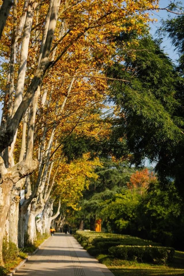 东湖秋日图鉴③｜磨山秋笺：一叶一诗，帧帧藏秋韵