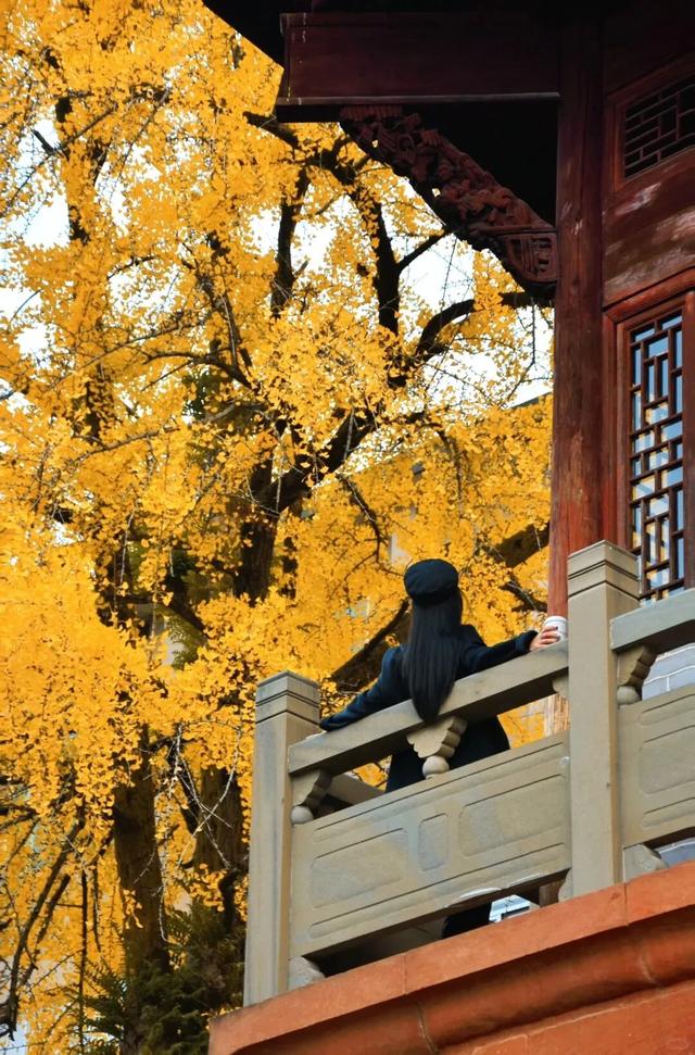 邂逅如画江西的小“杏”运