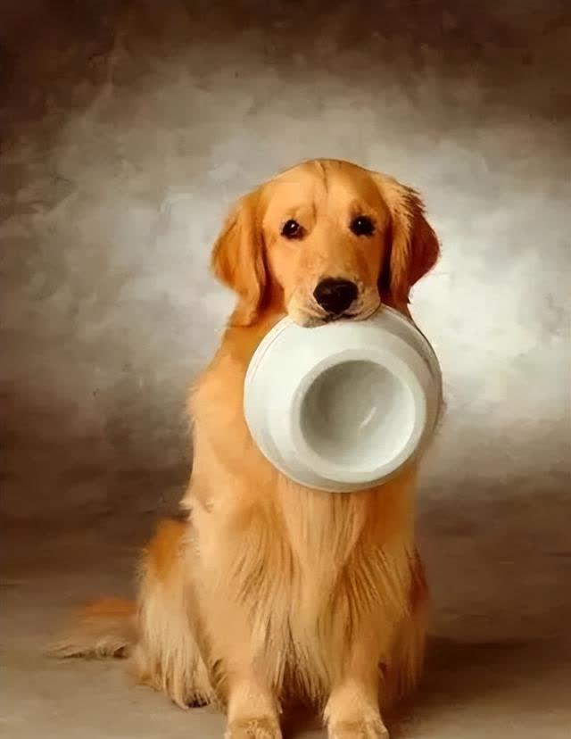 狗狗迷路怎么办？6个常见藏身之地与防走失的方法