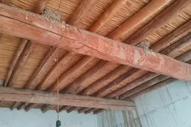 燕子总是把巢筑在第一根横梁上图片