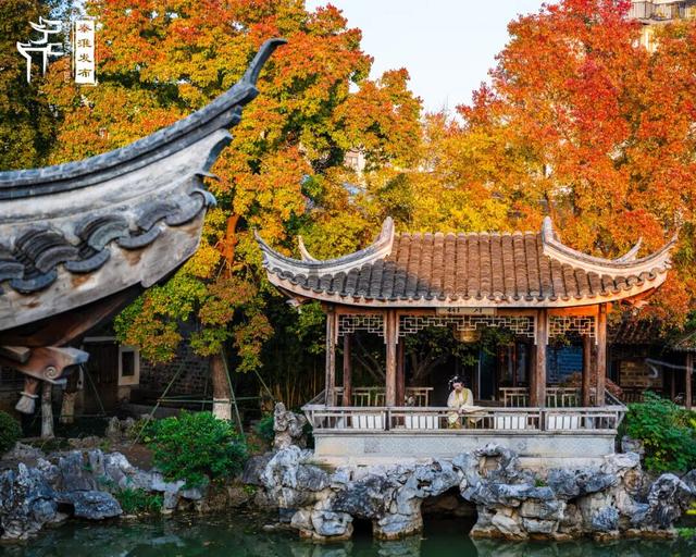 秦淮花事｜乌桕斑斓，半城秋色入画来