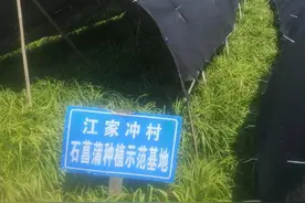 英山县金家铺镇江冲村：种好石菖蒲 带动村民富图片