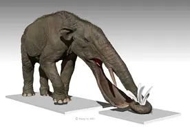 灵巧的象鼻是如何演化而来的？丨天工开问㉒图片