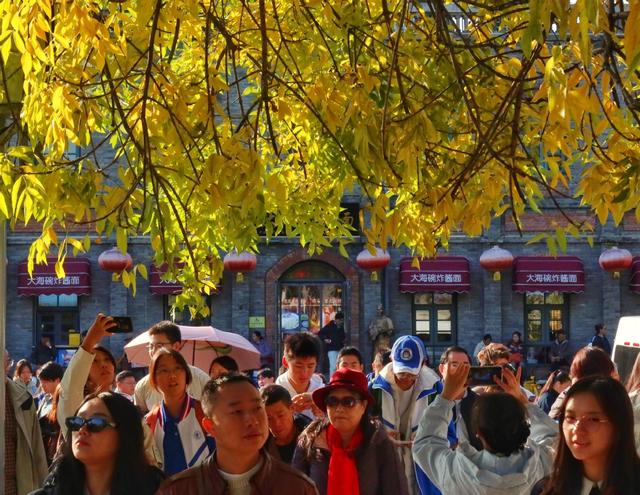 北京：五四大街秋叶洒金