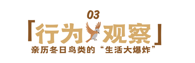 12.07 独立营｜冬日寻羽记：解码西湖候鸟的越冬密码！鸟类专家带队，探秘茅家埠“鸟类天堂”，体验听声辨鸟、飞羽寻踪的野趣周末！