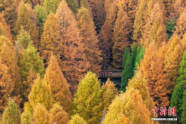 大自然的冬日画作 重庆南川万亩彩林美如画