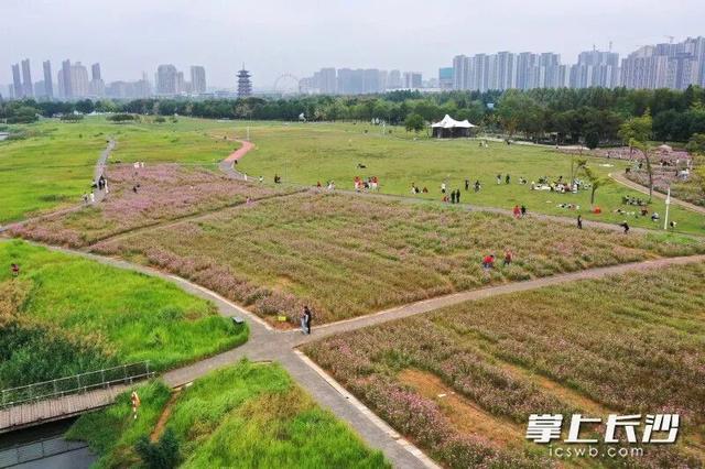 长沙这片花海，火了！