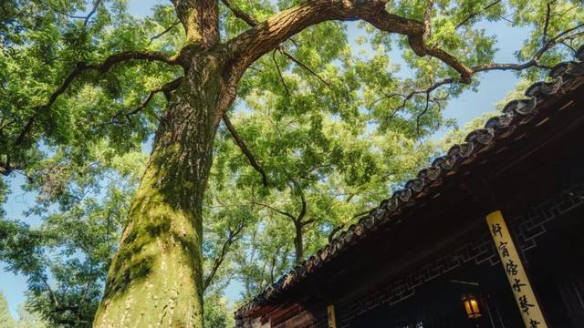 快来嘉定的“避暑山庄”，浸透一园清凉！