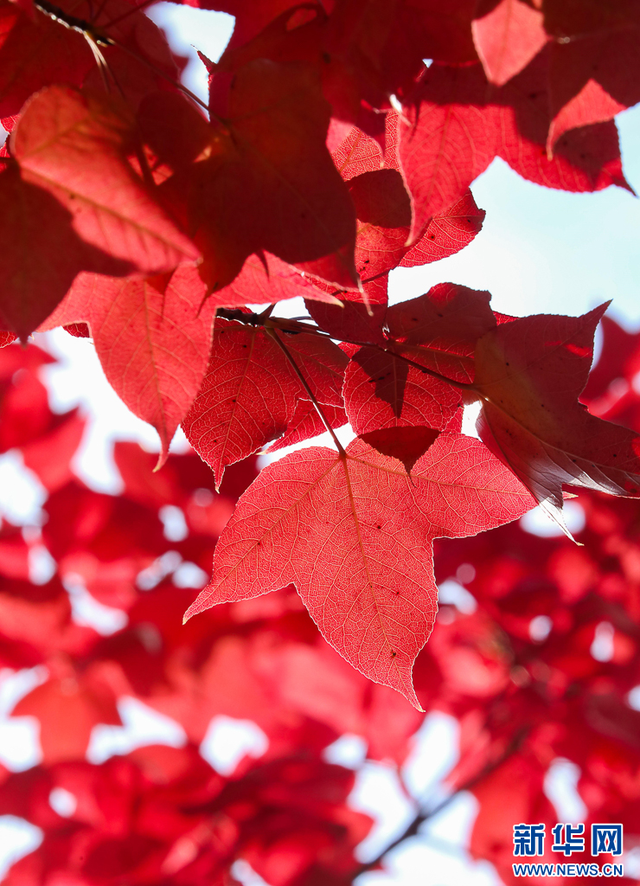 美上央媒！昆明红了！周末冲！打卡最美枫景去，超全攻略速收藏→