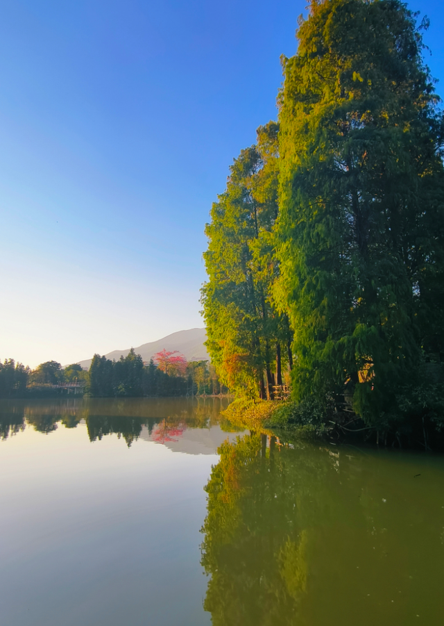 速报！七星岩落羽杉开始变红，快来get秋天的第一张大片