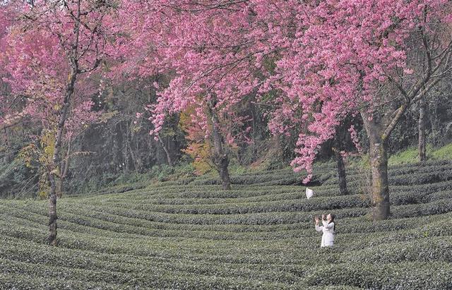 云南南涧：无量山冬樱花绽放