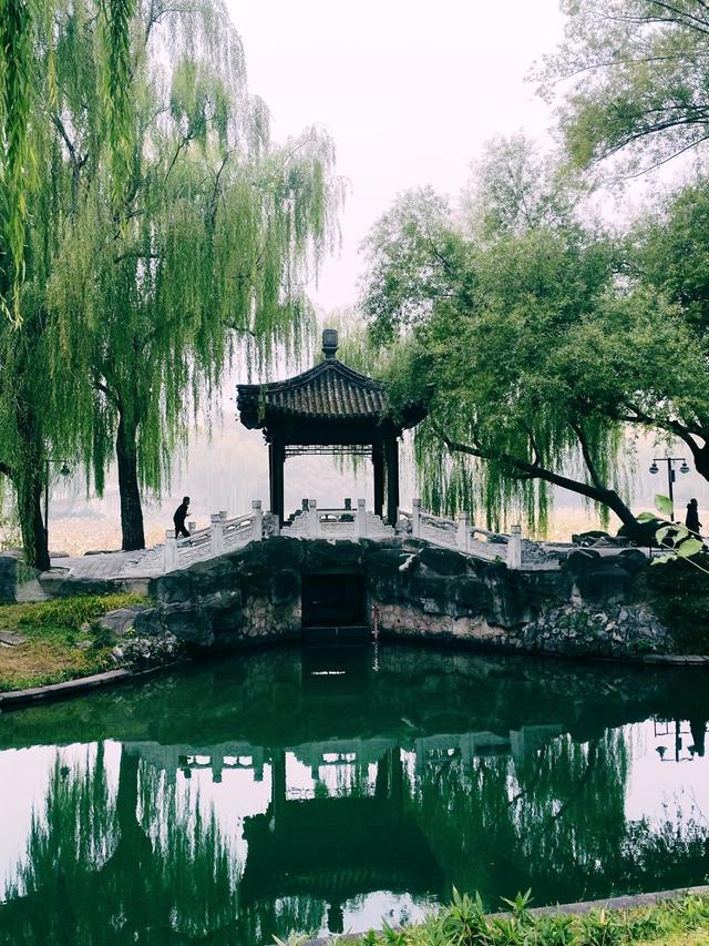 重阳紫竹院，菊香漫园