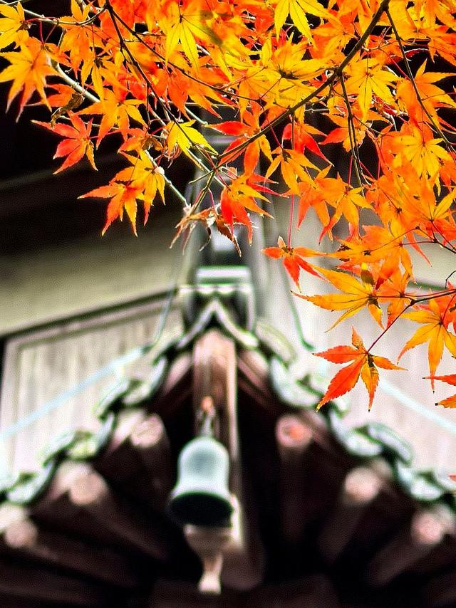 晚潮｜西湖赏枫人群中为何少了苏轼