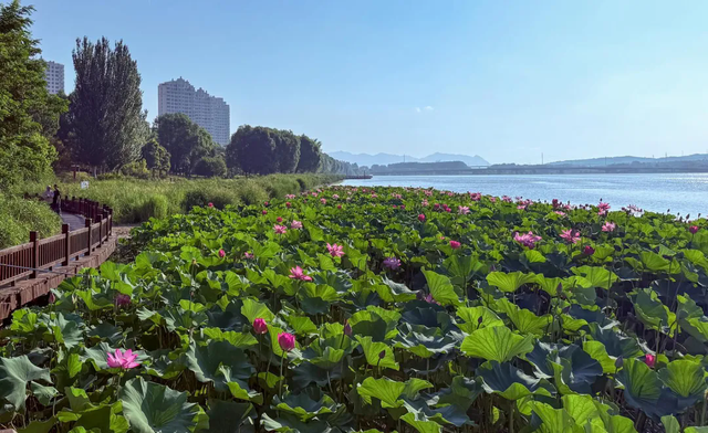 朝阳：玉龙湖畔荷花盛放 一步一景如诗如画