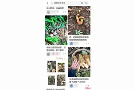 “打野”圈组团去川西捡菌，医生提醒：每年6月到9月是野生菌中毒高峰期图片