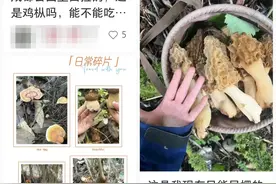 “打野”圈组团去川西捡菌，医生提醒：每年6月到9月是野生菌中毒高峰期图片