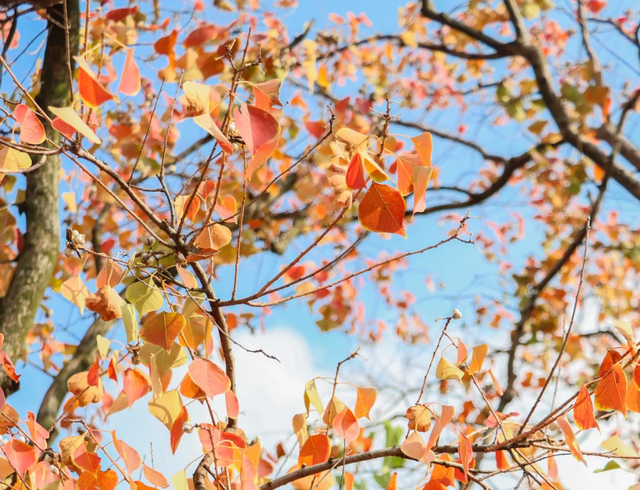美翻了~这个秋假，来南湖吧！