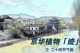 立秋系列 | 夏天的长寿菜：马齿苋图片