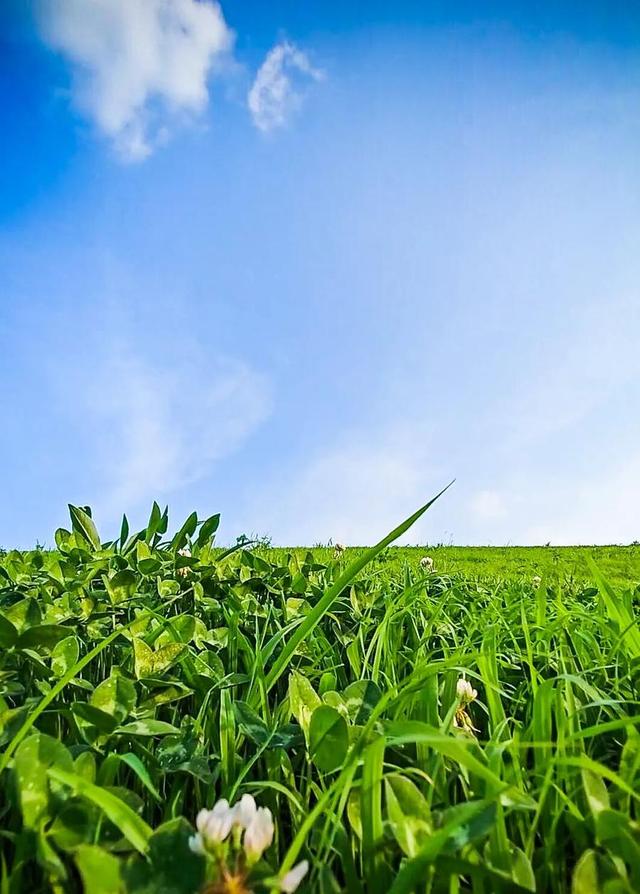 绝美出片打卡地！一棵全泰安最孤独的树，就在这里……