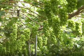 芳香四溢“萄”人醉！郏县邱庄村阳光玫瑰喜丰收图片