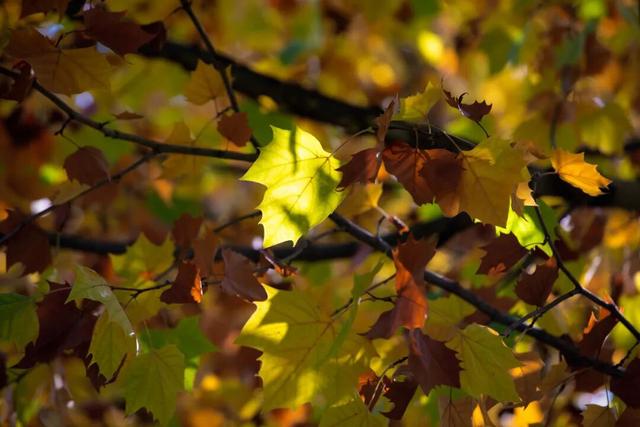 又是一年秋好处