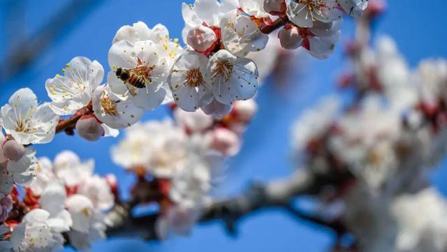 济南2026花期预报来了，带你精准打卡春日花海