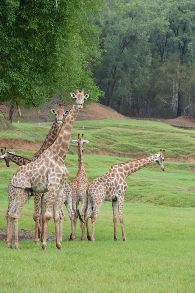 比电影还上头，重庆现实版“疯狂动物城”，超好逛！
