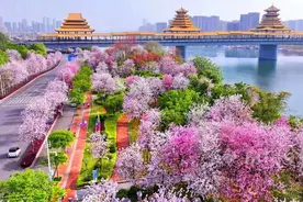 花坚强！柳州洋紫荆花海仍在最美时段，持续时间→图片