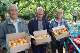 济南长清：张夏御杏迎丰收图片