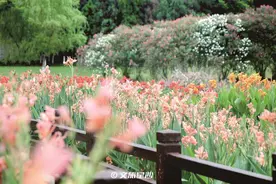打卡松雅湖，邂逅初夏“小美好”图片