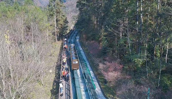 张家界国家森林公园：梅花次第开放 邂逅冬日“梅”好