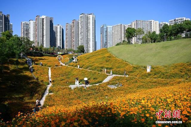 重庆：金秋花海引游人