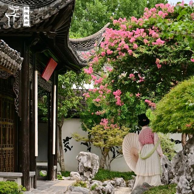 秦淮花事｜紫薇
