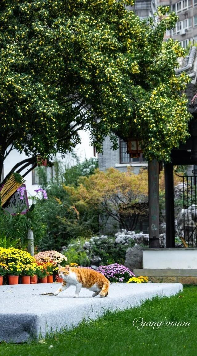 怎么能错过秦淮的秋天呢？