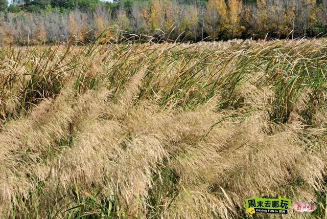 在秋冬的诗行里，尽赏“芦花飞雪”落中原！