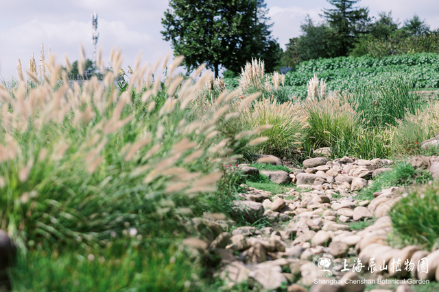 粉色“薄雾”弥漫，荻花飘逸洒脱……申城观赏草进入“最佳赏味期”
