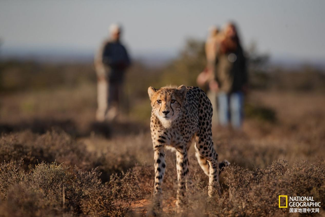 见证百万沙丁鱼集体巡游，南非之美远不止一座开普敦