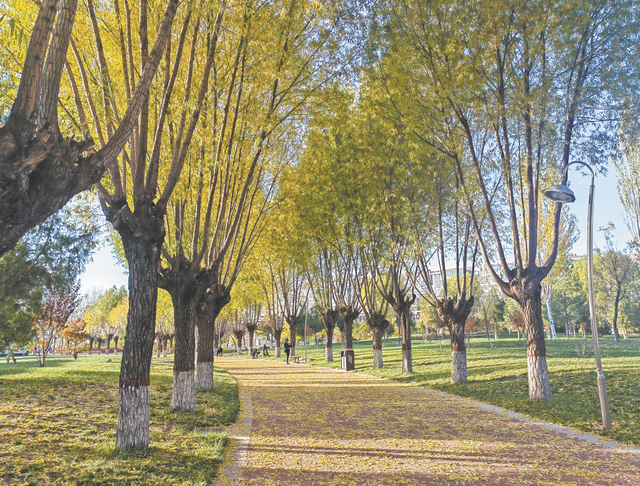 大美陕西 || 塞下秋来风景异