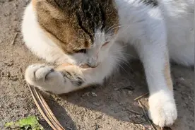 长春一小区投药应对流浪猫？律师：此举欠妥，应考虑家养宠物和幼童误食风险图片
