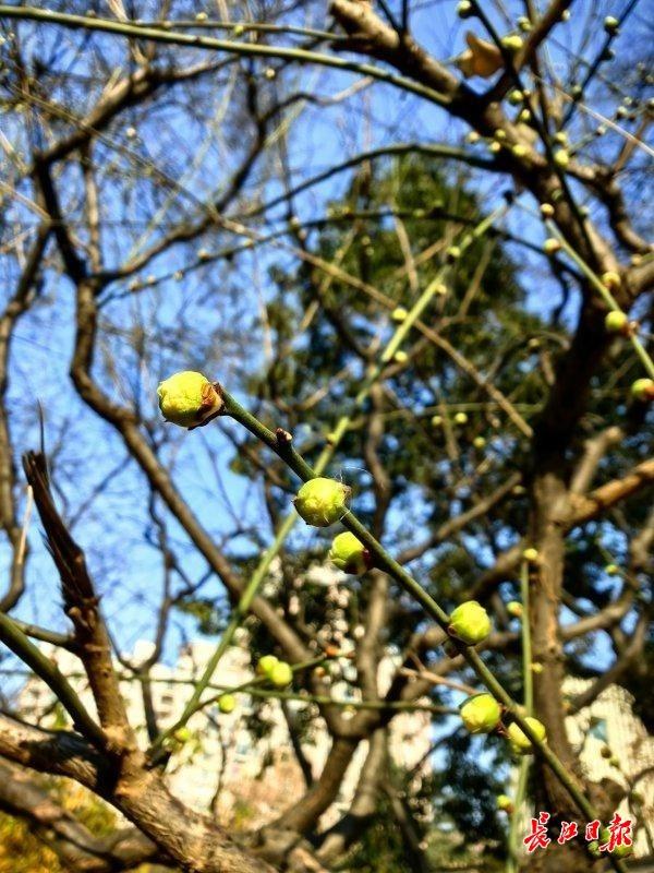 今年的早梅提前一个月开花了！武汉公园梅花与蜡梅同框争艳