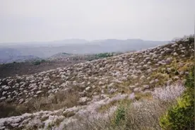 陕西铜川市印台区：漫山桃花开 春色美如画图片