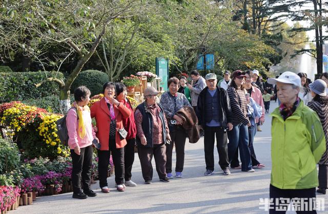 秋日赏菊正当时，老年游客成主力